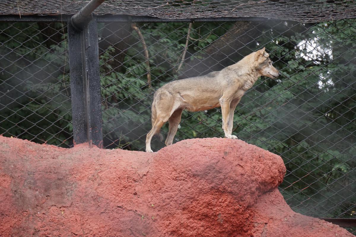 Image of Wildlife, Zoo etc.