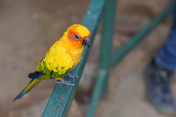 Image of Vertebrate, Bird, Beak, Parrot, Budgie, Parakeet etc.