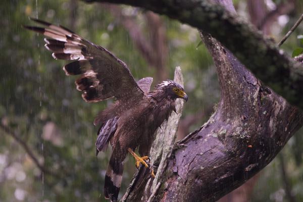 Image of Bird, Beak, Eagle, Bird of prey, Accipitriformes, Hawk etc.