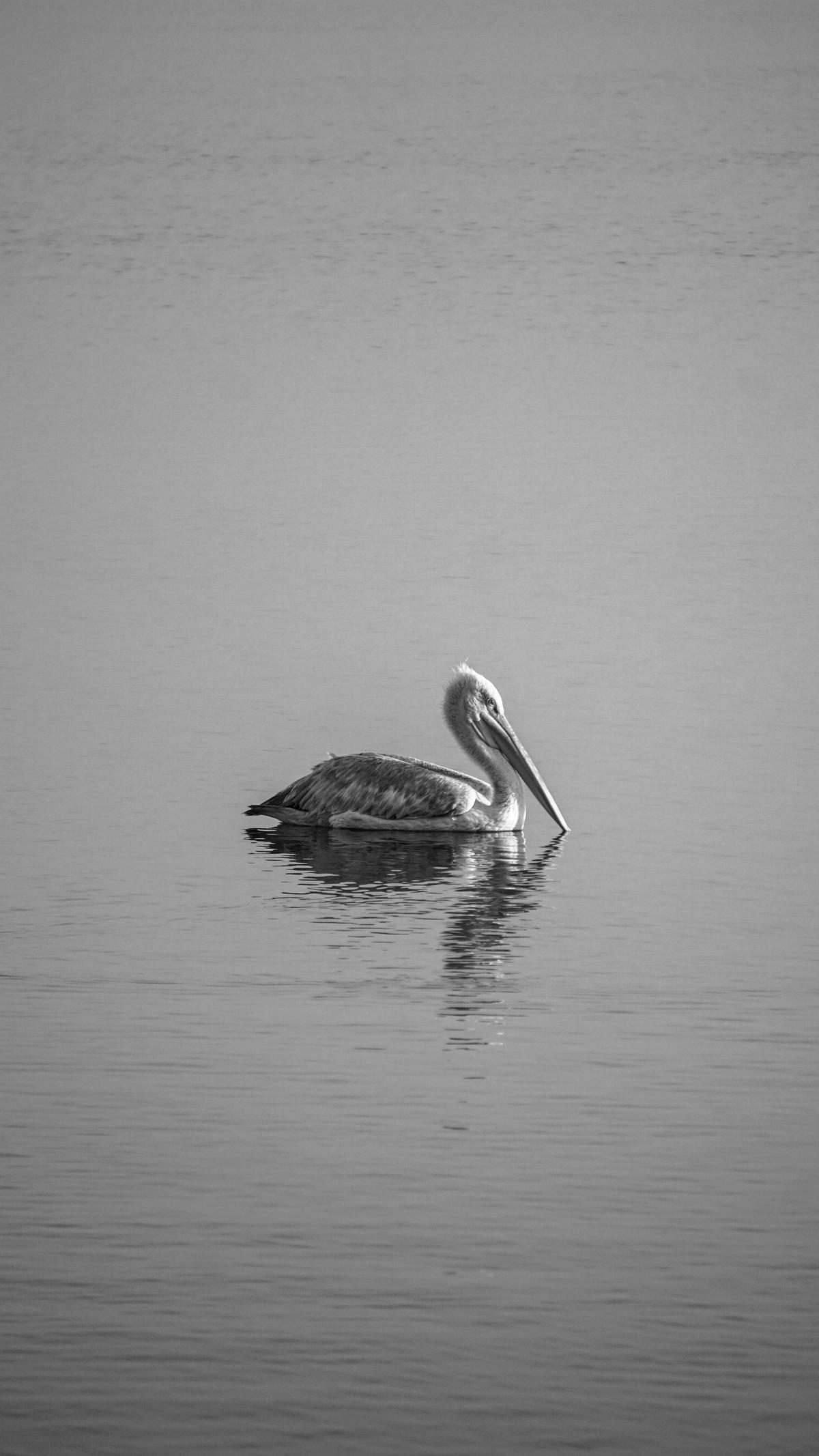 Image of Water, Bird, Beak, Seabird, Water bird, Pelican etc.