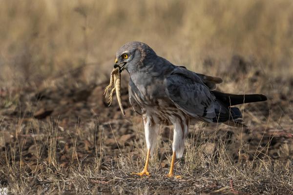 Image of Bird, Beak, Accipitridae, Feather, Falconiformes, Ecoregion etc.