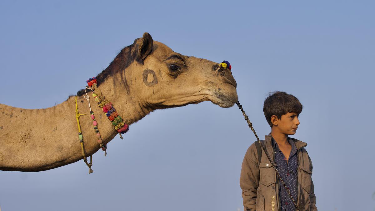 Image of Head, Camel, Camelid, Arabian camel etc.