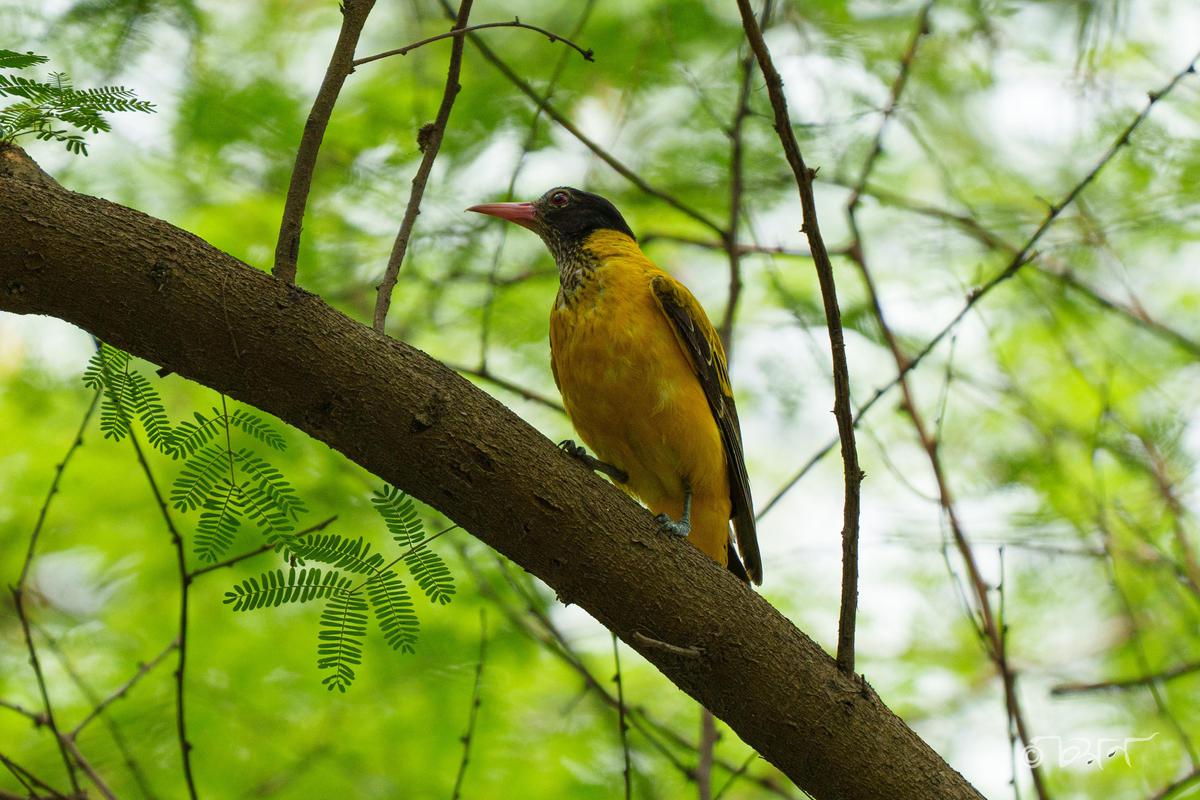 Image of Tree, Organism, Plant, Bird, Beak, Woody plant etc.