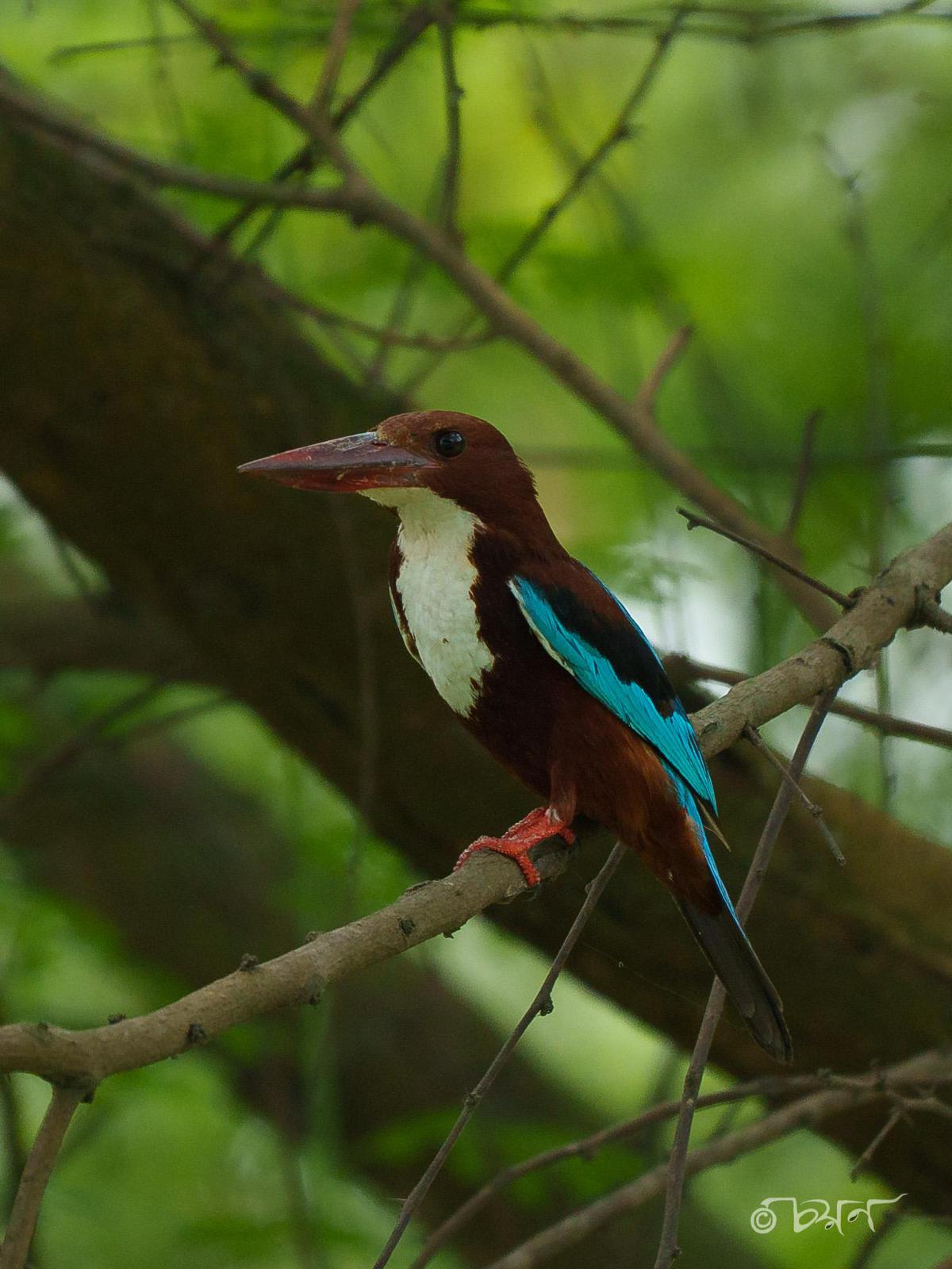 Image of Tree, Branch, Bird, Beak, Twig etc.