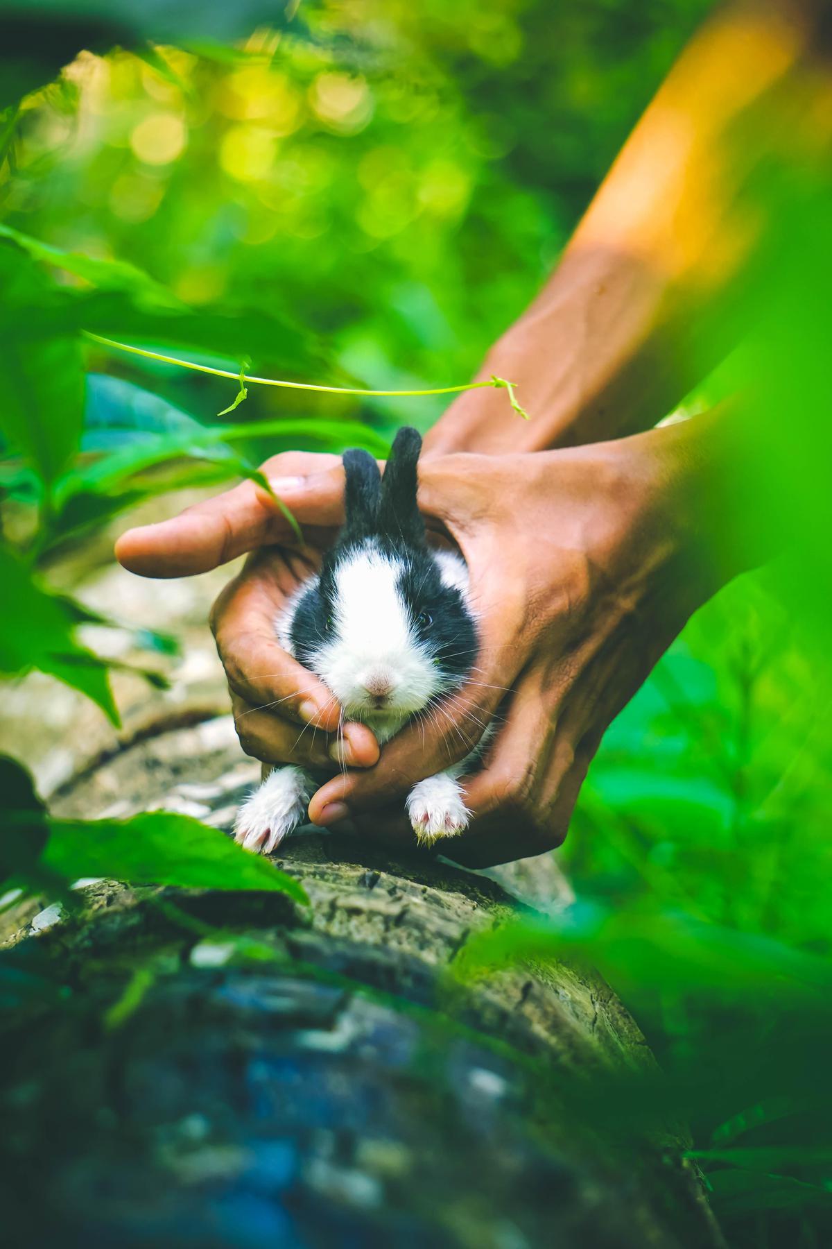Image of Nature, Green, Hand, Natural environment etc.