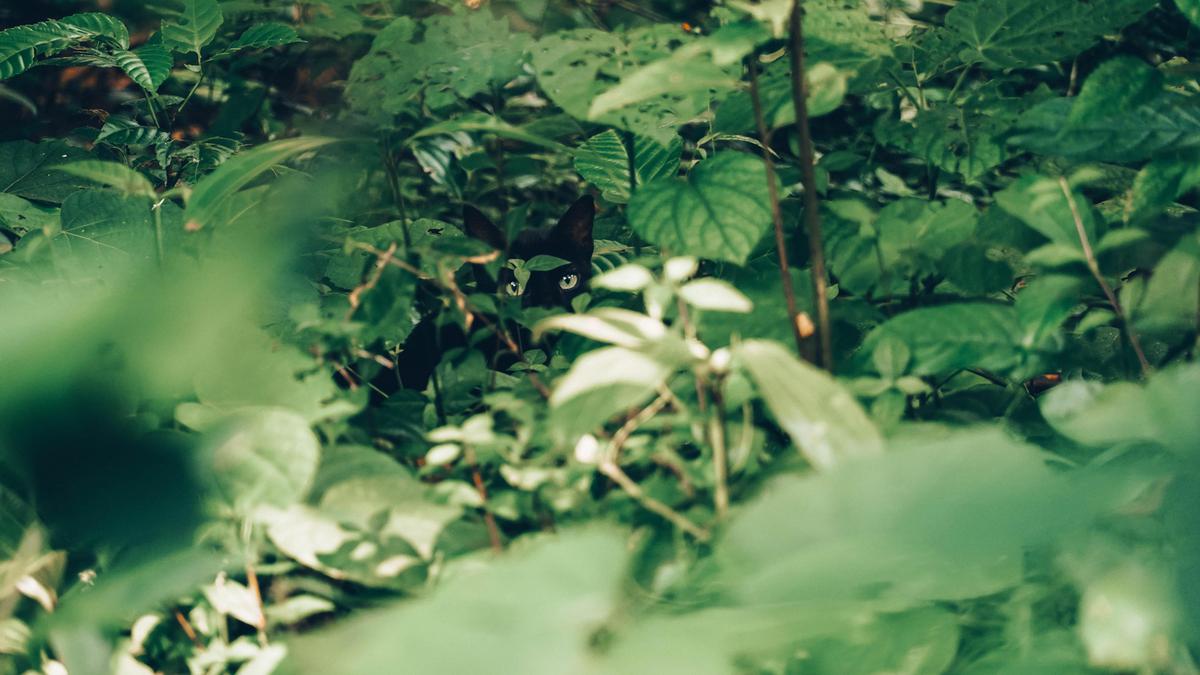Image of Nature, Green, Vegetation, Water, Plant, Flower etc.