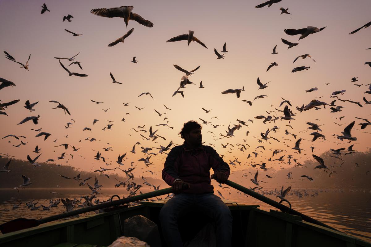 Image of Sky, Bird, Flock, Bird migration etc.