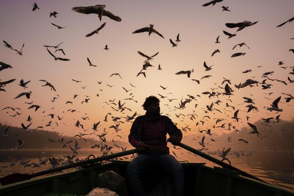 Image of Sky, Bird, Flock, Bird migration etc.
