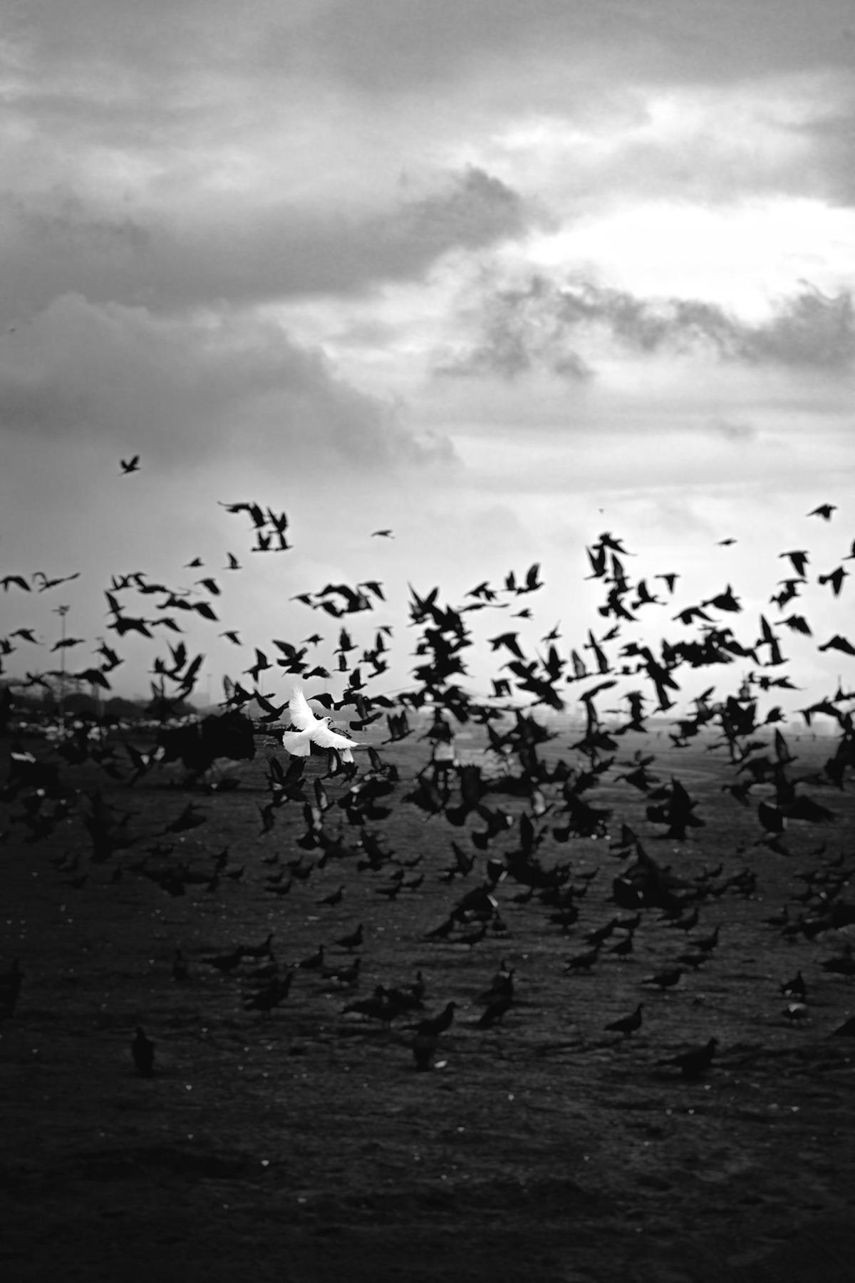 Image of Sky, Black-and-white, Monochrome photography, Black, Water, Bird etc.
