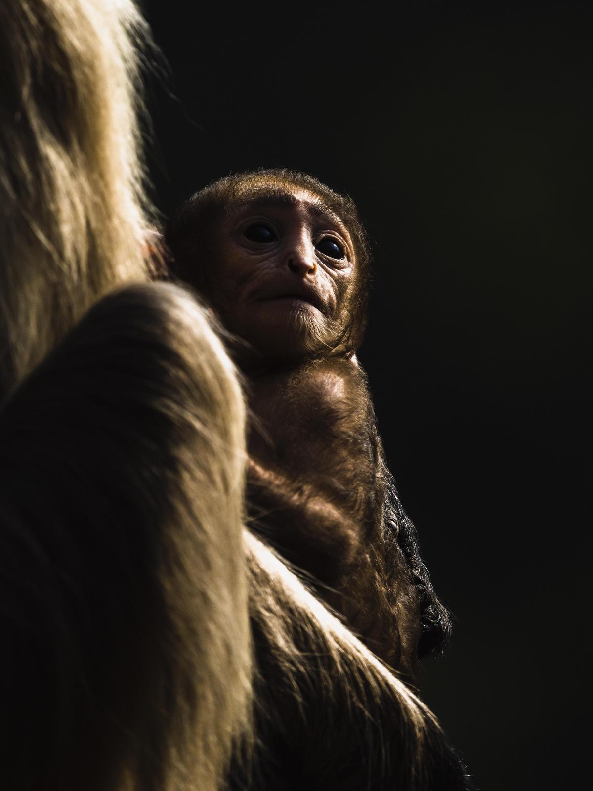 Image of Terrestrial animal, Flash photography, Primate, Macaque etc.