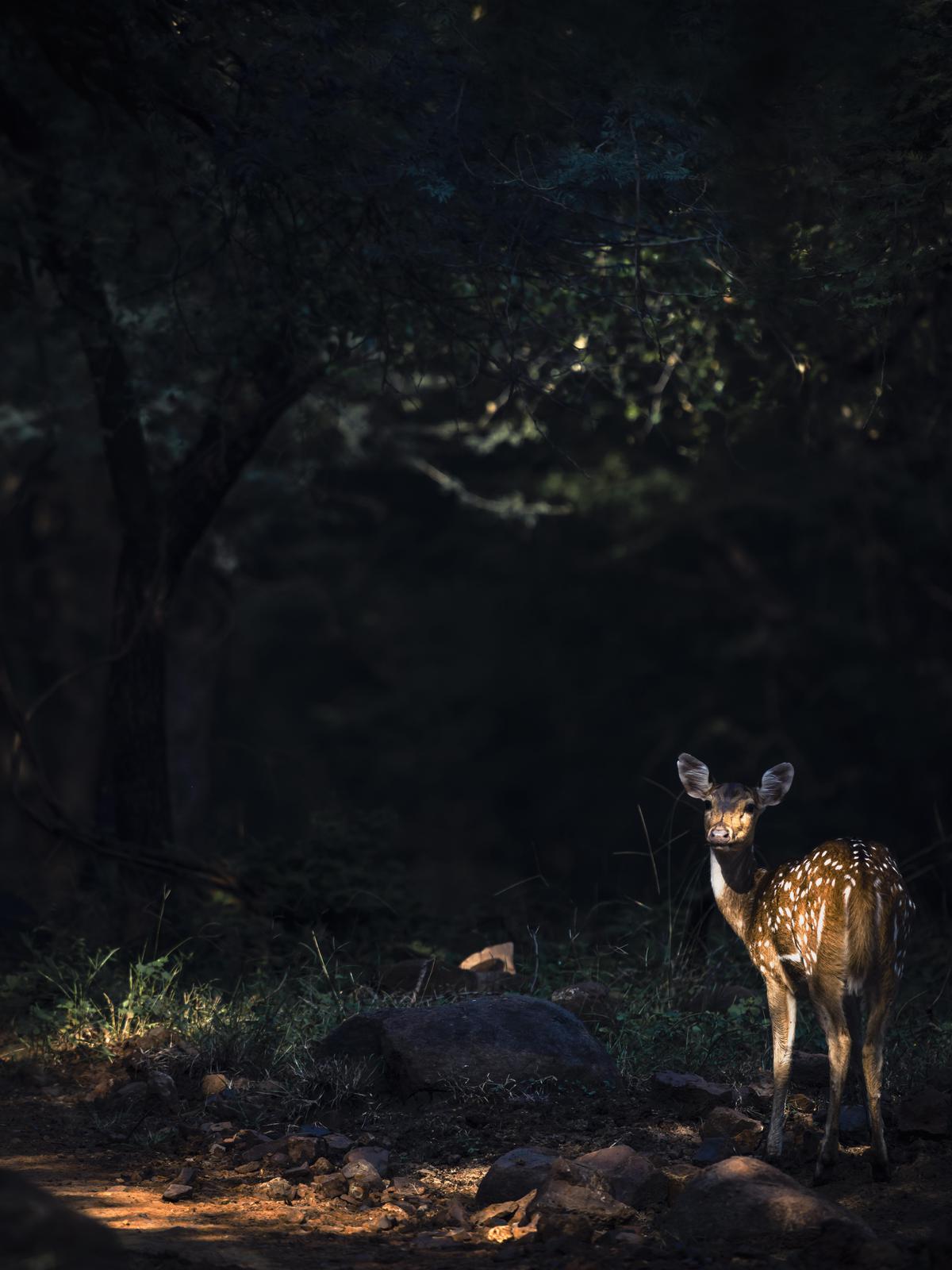Image of Branch, Natural landscape, Plant, Grass, Wood, Fawn etc.