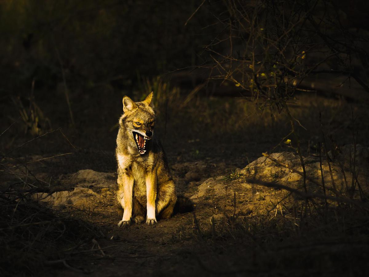 Image of Flash photography, Fawn, Carnivore, Dog, Dog breed, Wolf etc.
