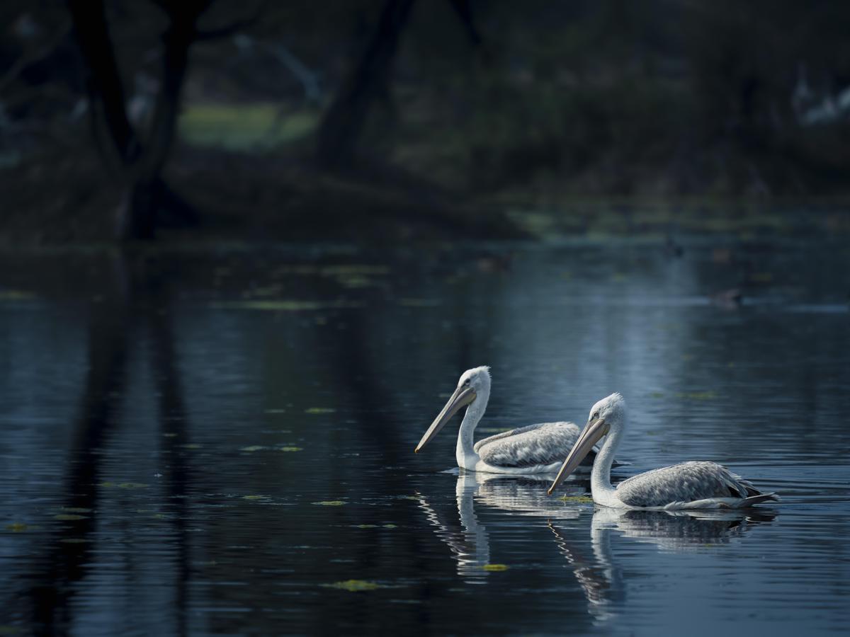 Image of Atmospheric phenomenon, Sky, Water, Bird, Beak, Water resources etc.