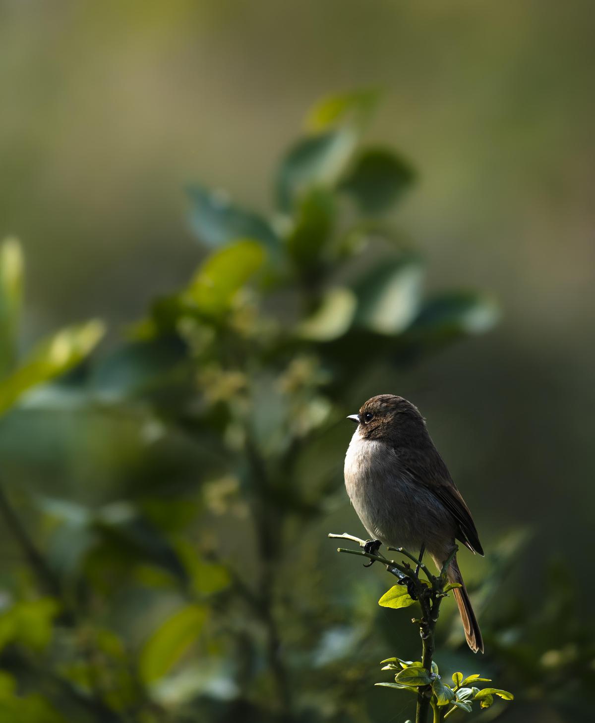 Image of Branch, Plant, Bird, Beak, Twig etc.