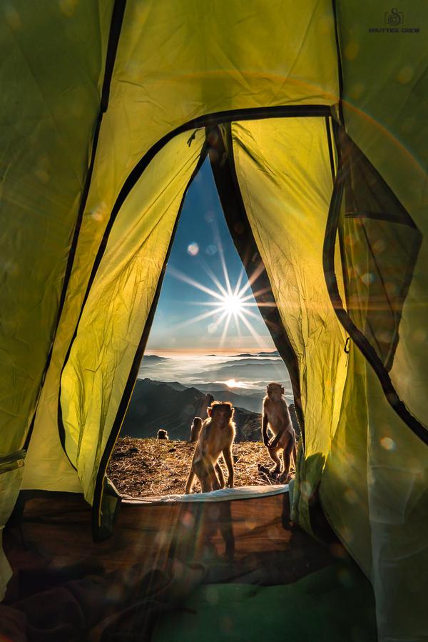 Image of Yellow, Tent etc.