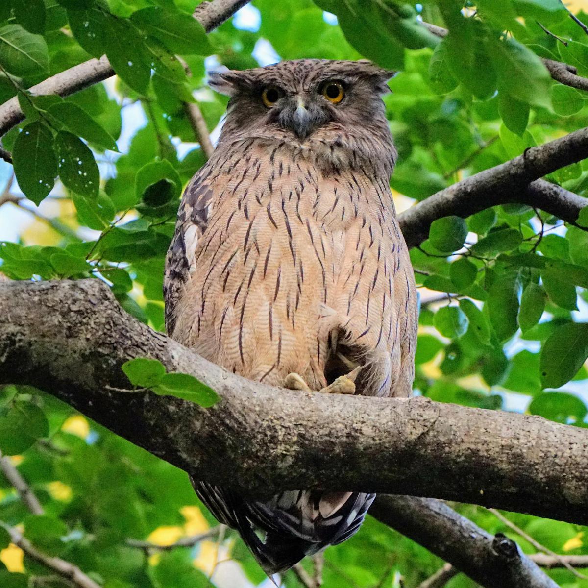 Image of Vertebrate, Bird, Beak, Bird of prey, Owl etc.