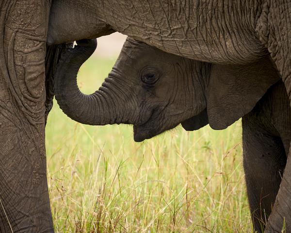 Image of Skin, Wildlife, Terrestrial animal, Grass, Elephant, Elephants and Mammoths etc.