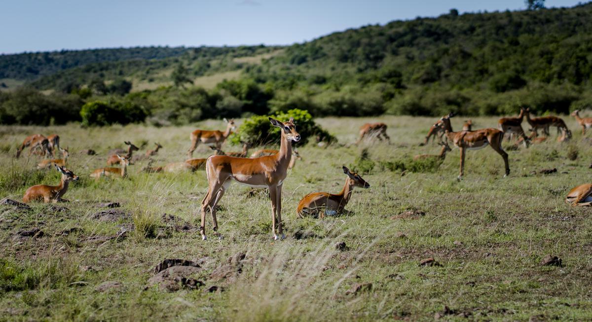 Image of Wilderness, Wildlife, Terrestrial animal, Grassland, Nature reserve, Safari etc.