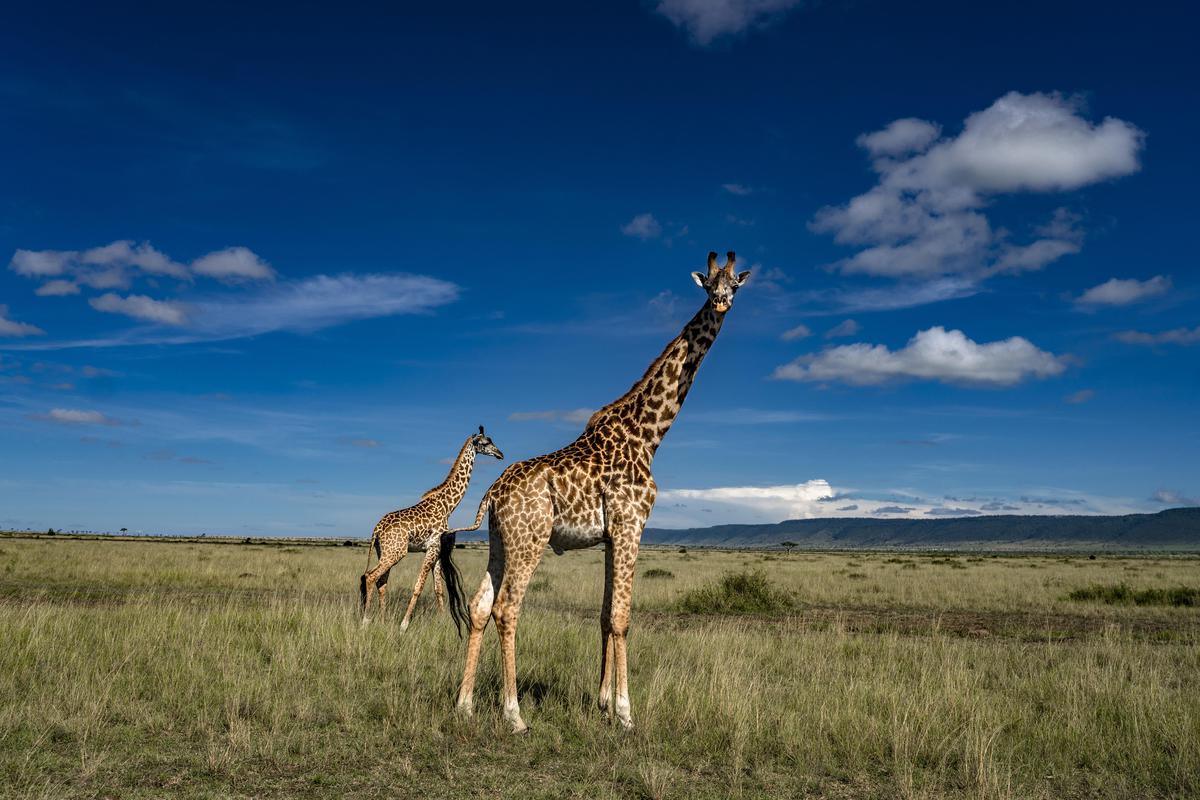 Image of Sky, Wildlife, Terrestrial animal, Grassland, Natural environment, Nature reserve etc.