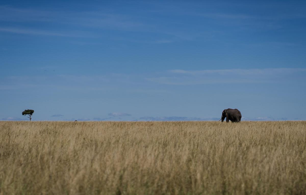 Image of Wildlife, Grassland, Field, Natural environment, Savanna, Plain etc.