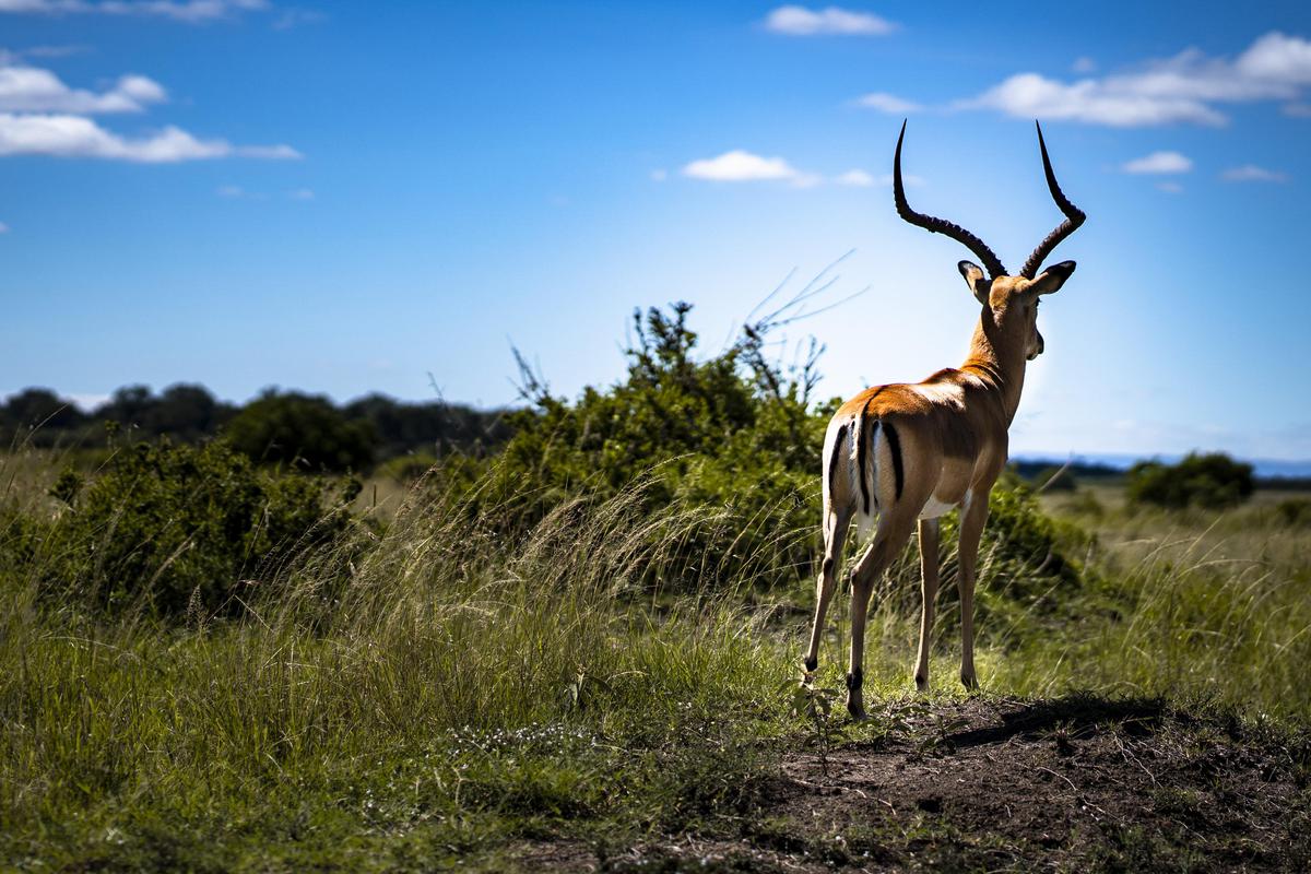 Image of Sky, Wildlife, Terrestrial animal, Grassland, Nature reserve, Impala etc.