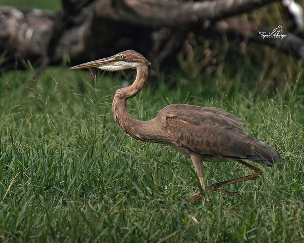 Image of Natural landscape, Organism, Plant, Bird, Beak, Grass etc.