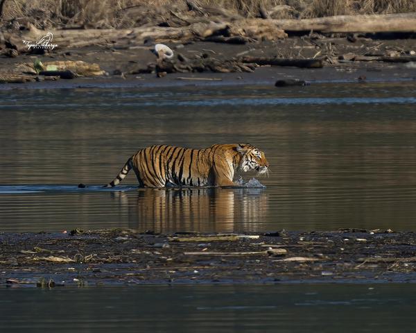 Image of Nature, Natural landscape, Water, Tiger, Vertebrate, Bengal tiger etc.