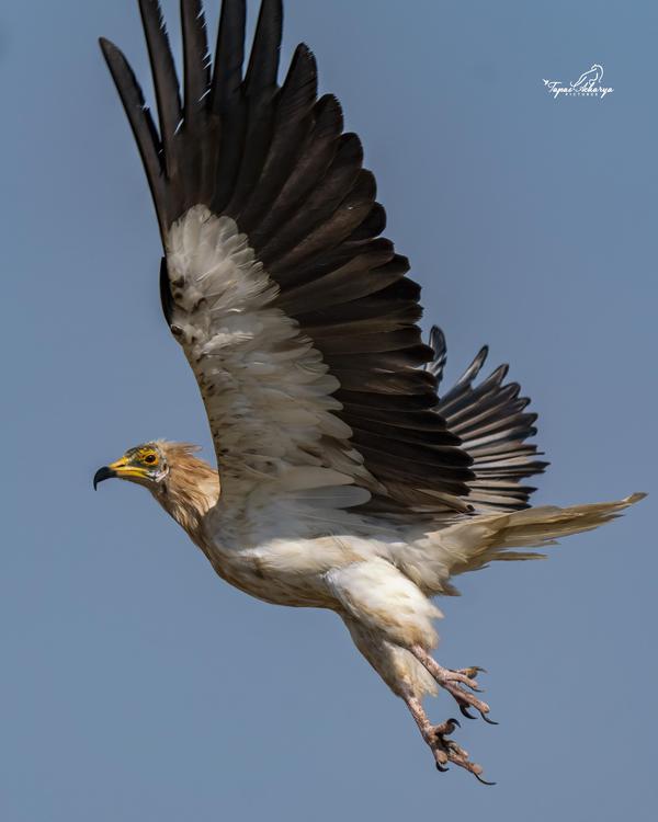 Image of Sky, Bird, Beak, Feather etc.