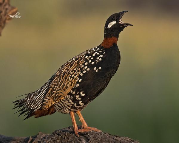 Image of Nature, Bird, Beak etc.