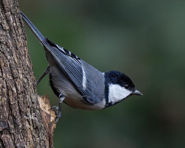 Image of Bird, Beak, Feather etc.