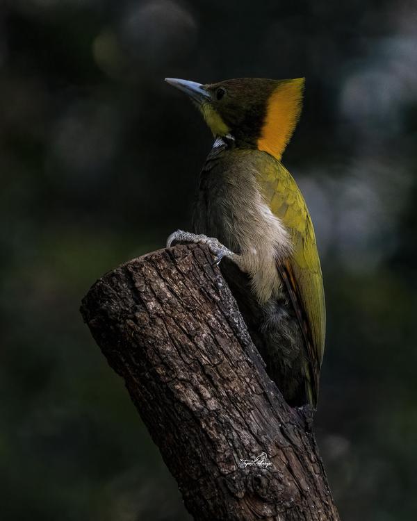 Image of Bird, Beak, Woodpecker etc.