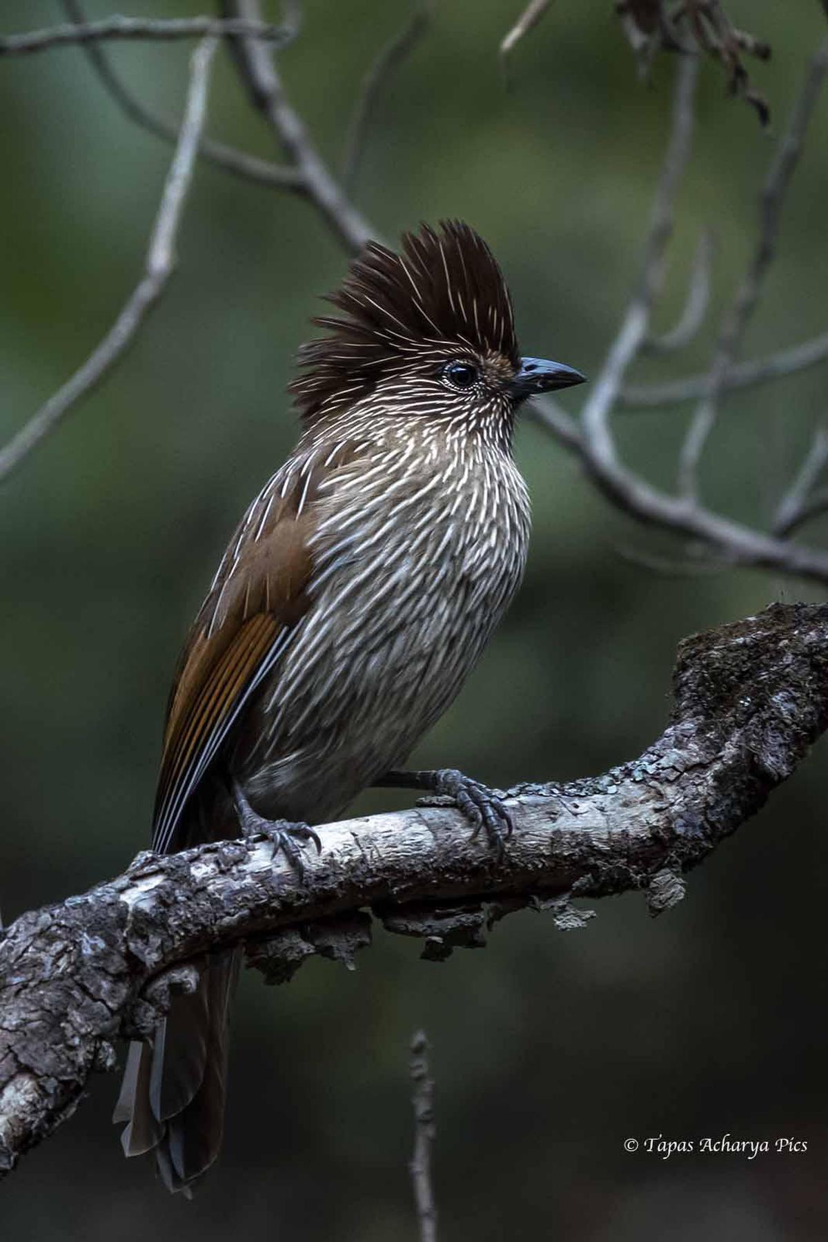 Image of Branch, Plant, Bird, Beak, Eye, Feather etc.