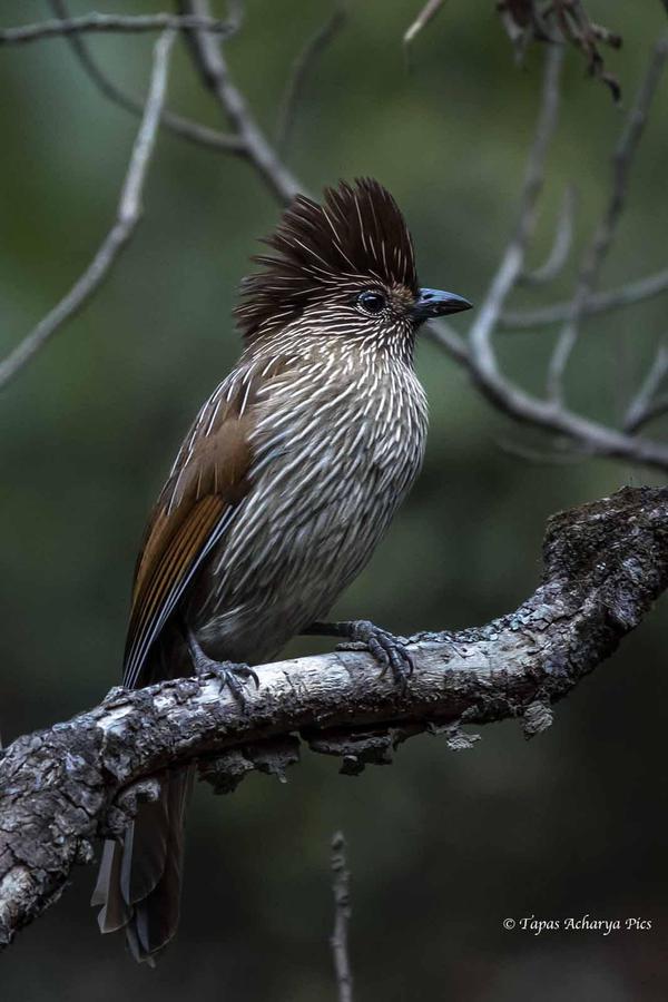 Image of Branch, Plant, Bird, Beak, Eye, Feather etc.
