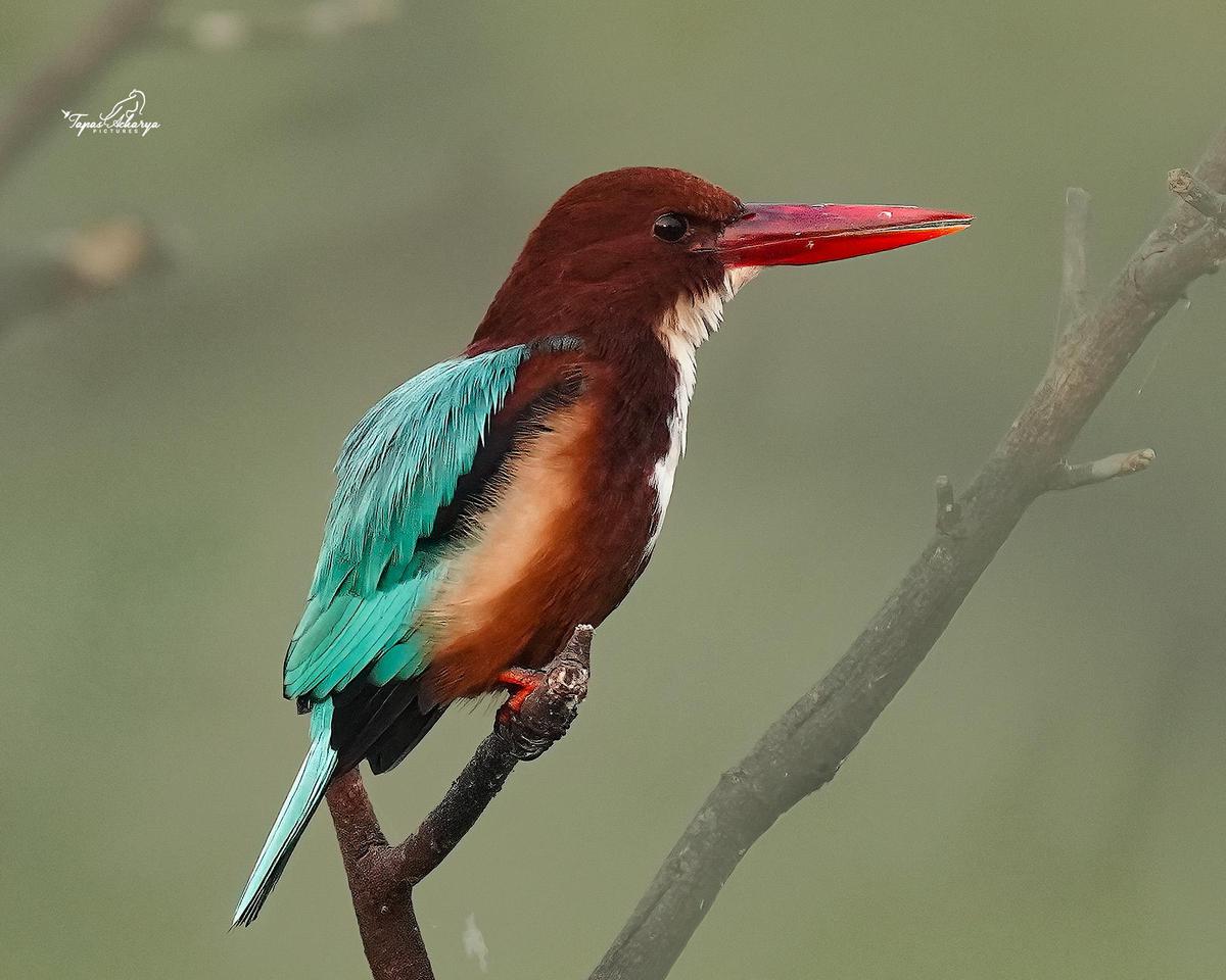 Image of Bird, Beak, Feather etc.