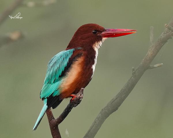 Image of Bird, Beak, Feather etc.