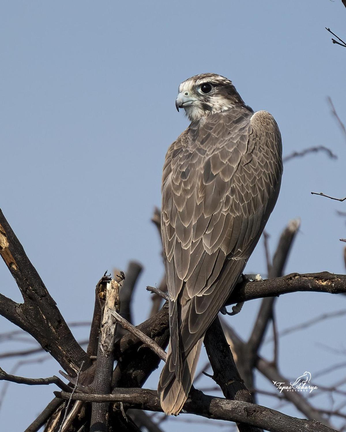 Image of Sky, Organism, Plant, Bird, Beak, Accipitridae etc.
