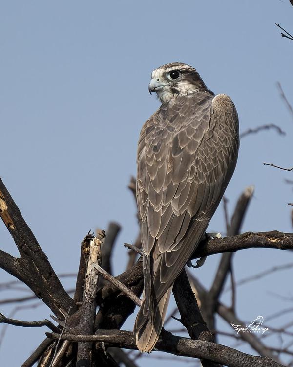 Image of Sky, Organism, Plant, Bird, Beak, Accipitridae etc.