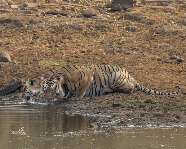 Image of Water, Tiger, Terrestrial animal, Bengal tiger, Siberian tiger, Felidae etc.