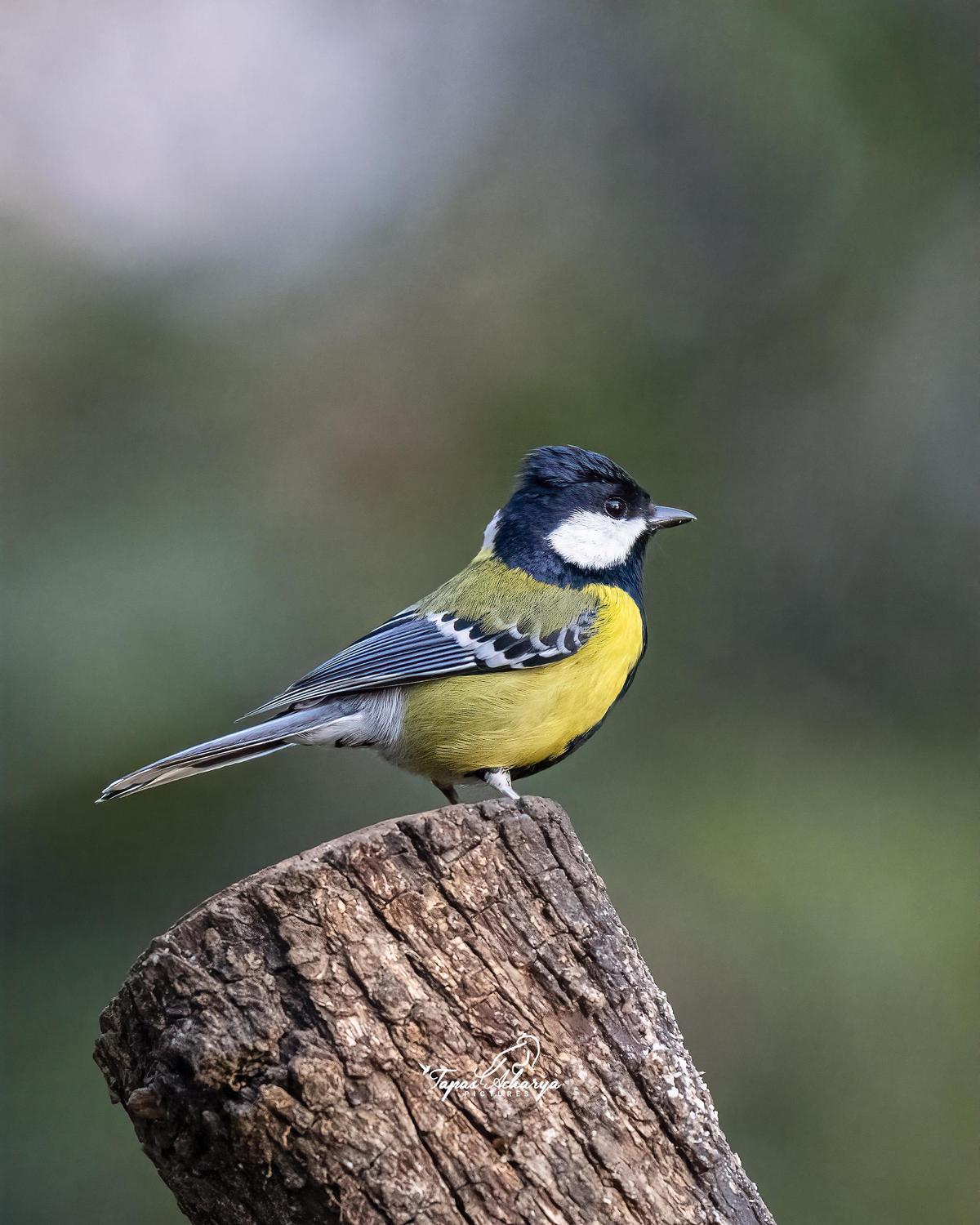 Image of Bird, Beak, Wood, Feather etc.