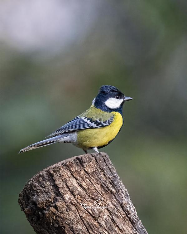 Image of Bird, Beak, Wood, Feather etc.