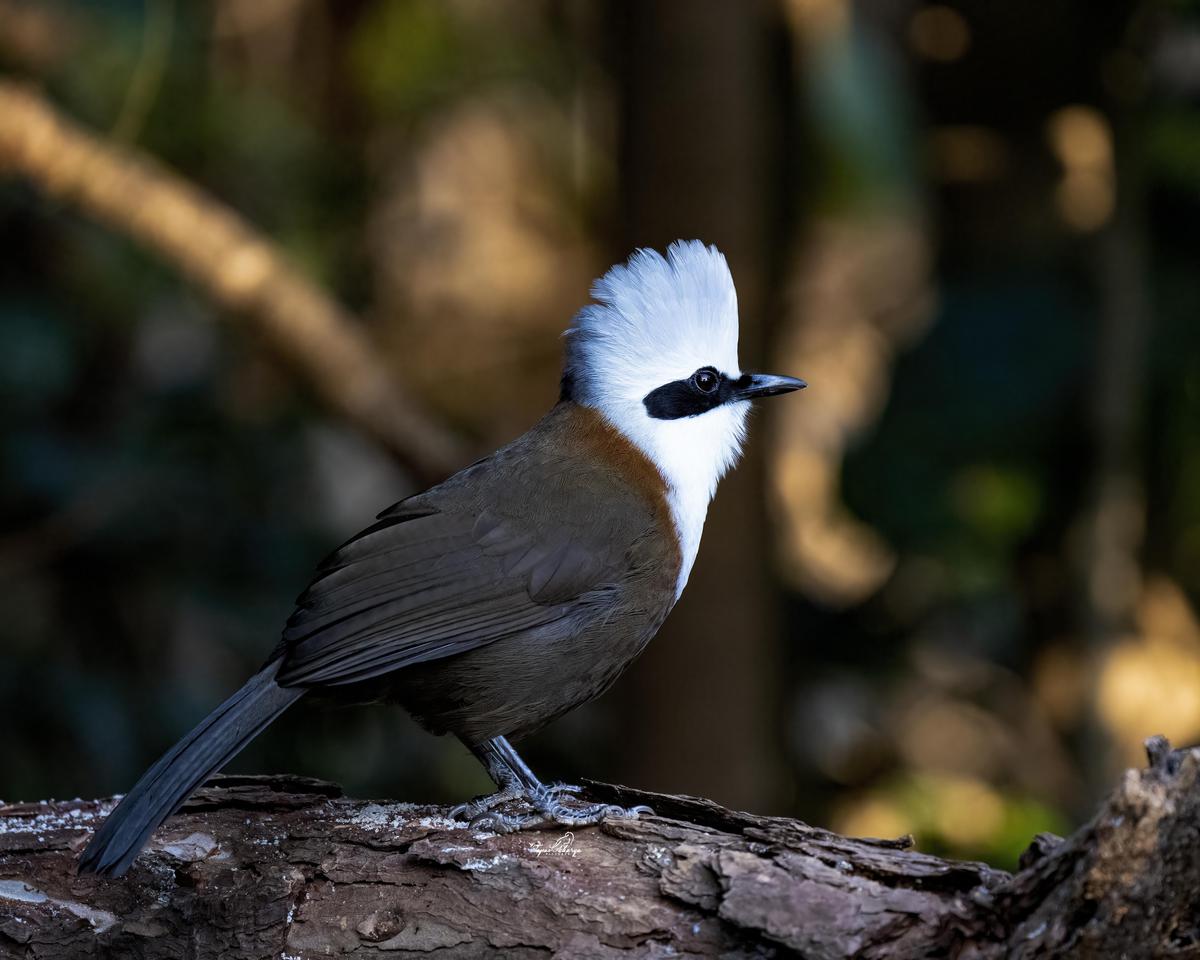 Image of Nature, Bird, Beak, Wing, Wood, Feather etc.