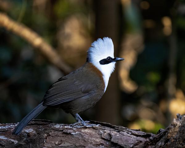 Image of Nature, Bird, Beak, Wing, Wood, Feather etc.