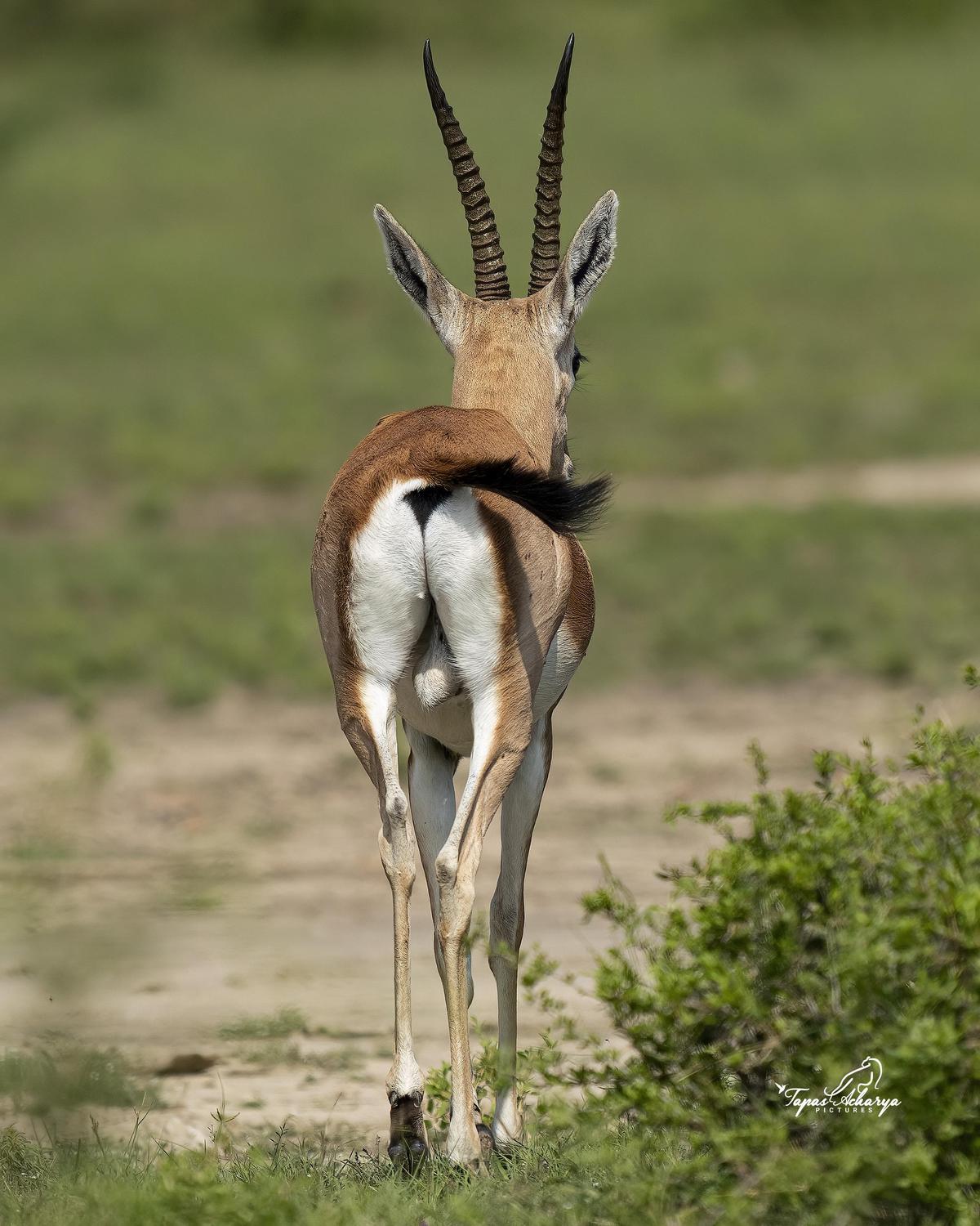 Image of Terrestrial animal, Hair, Grass, Fawn, Deer etc.