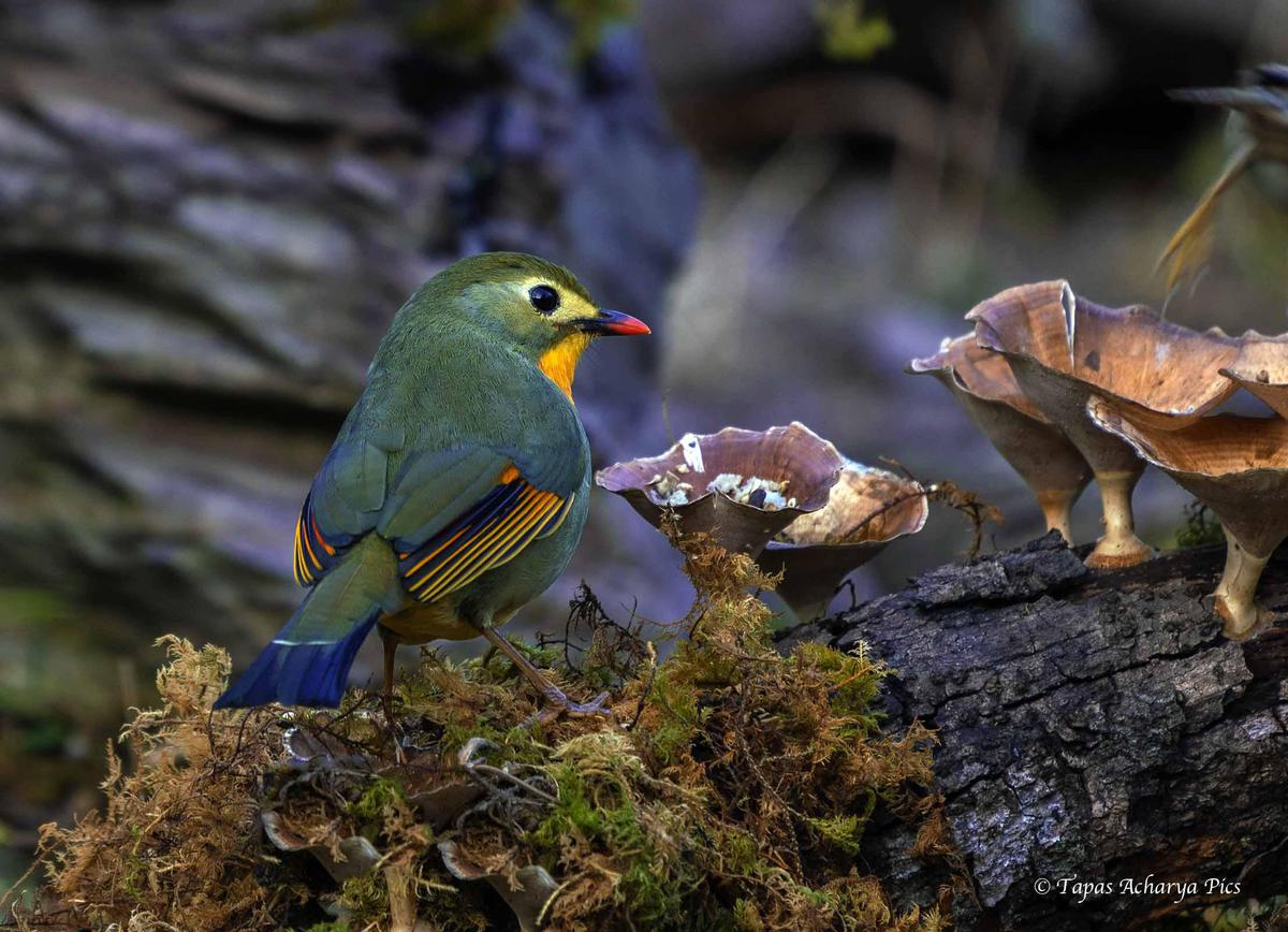 Image of Plant, Bird, Beak etc.