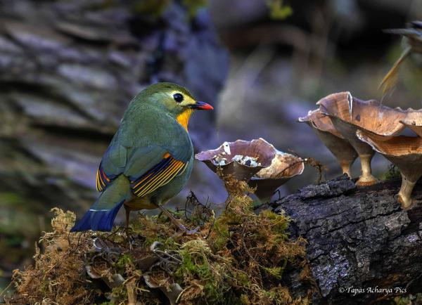 Image of Plant, Bird, Beak etc.