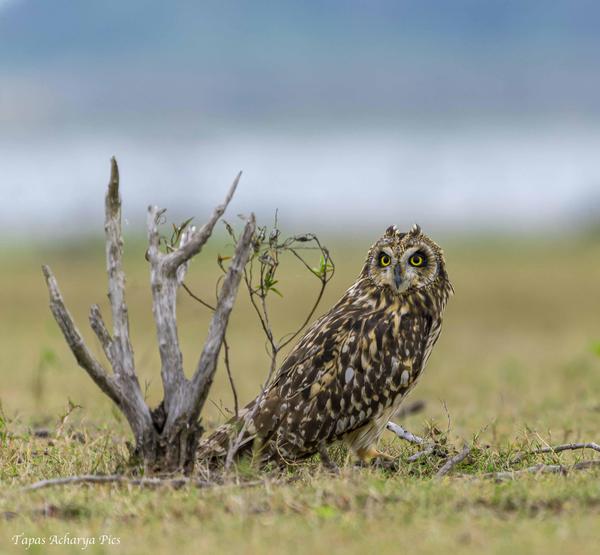 Image of Terrestrial animal, Bird, Beak, Owl, Feather, Ecoregion etc.