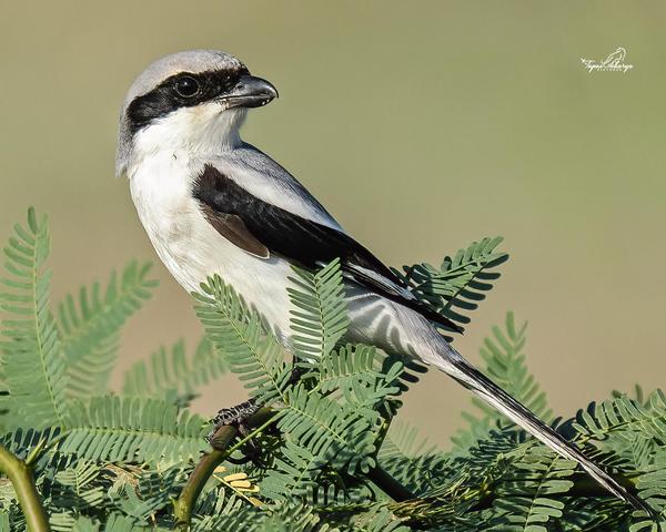 Image of Plant, Bird, Beak etc.