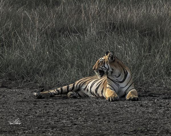 Image of Tiger, Bengal tiger, Siberian tiger, Felidae, Grass, Big cats etc.