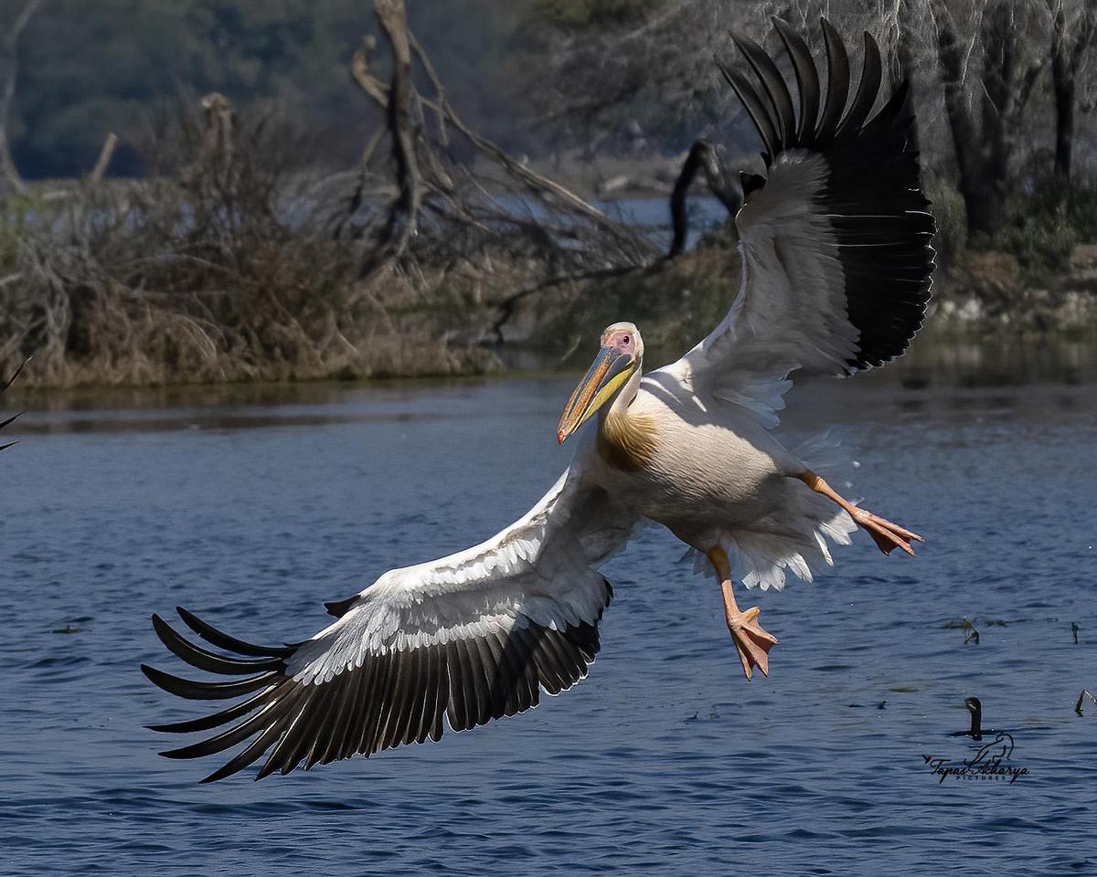 Image of Nature, Water, Vertebrate, Bird, Beak, Body of water etc.