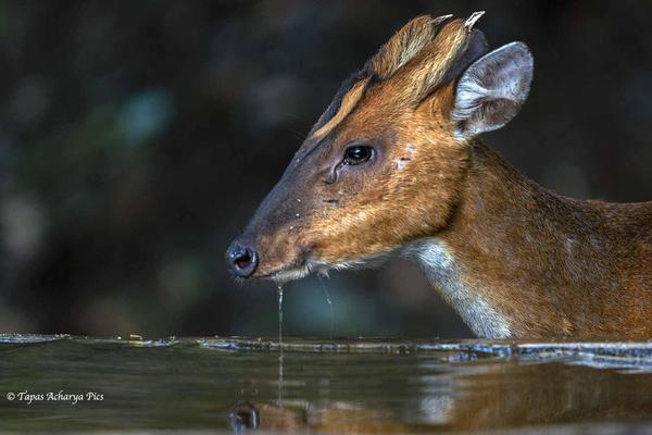 Image of Water, Organism, Fawn, Liquid, Fluid etc.